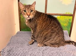 Amethyst image 1