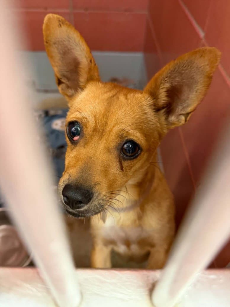Scanela - Chihuahua