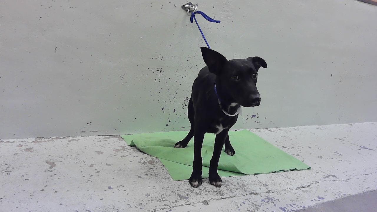Daisy Grey - Labrador Retriever