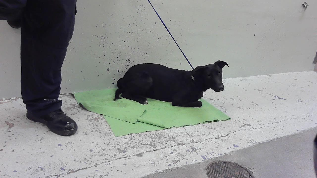 Darla - Labrador Retriever