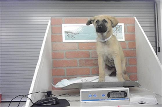 Unknown - German Shepherd Dog