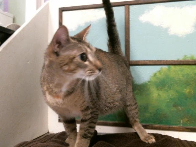 Unknown - Domestic Short Hair