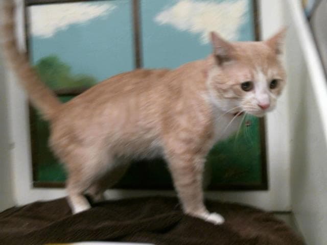 Tom-Tom - Domestic Short Hair