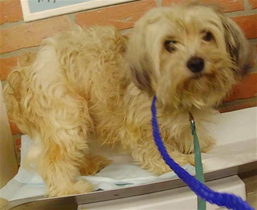 Lexi - Havanese