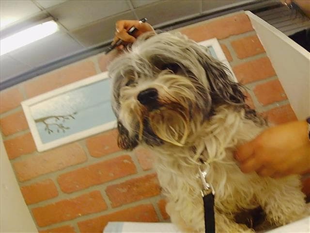 Marley - Havanese