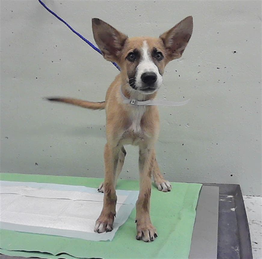 Unknown - Belgian Shepherd Malinois