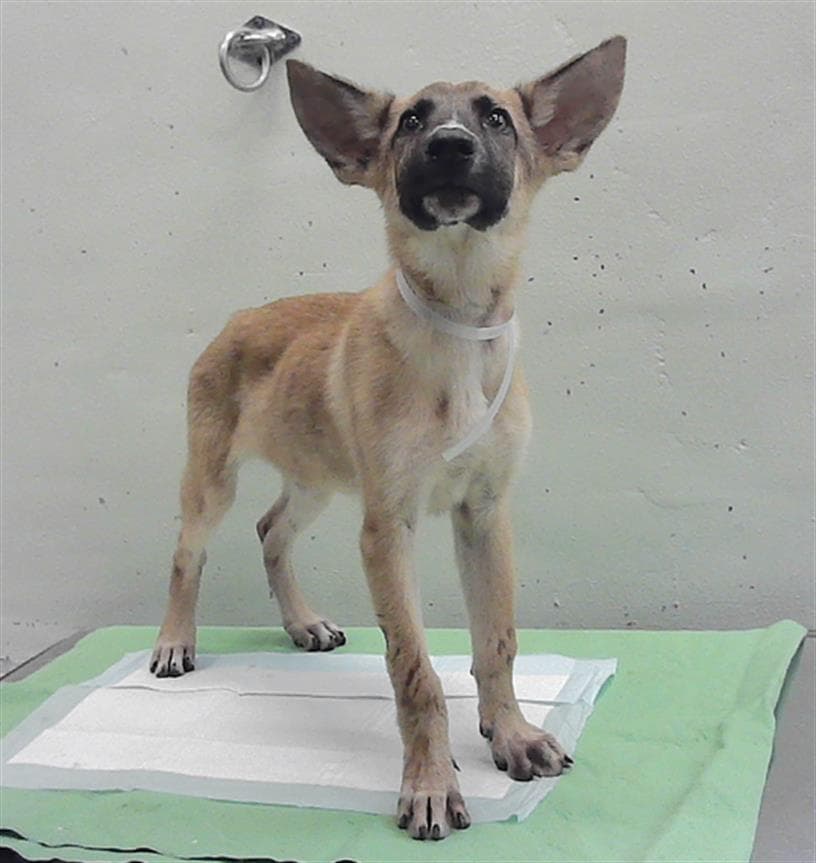 Unknown - German Shepherd Dog