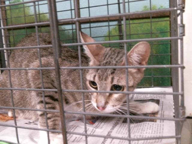 Fanny Cute - Domestic Short Hair