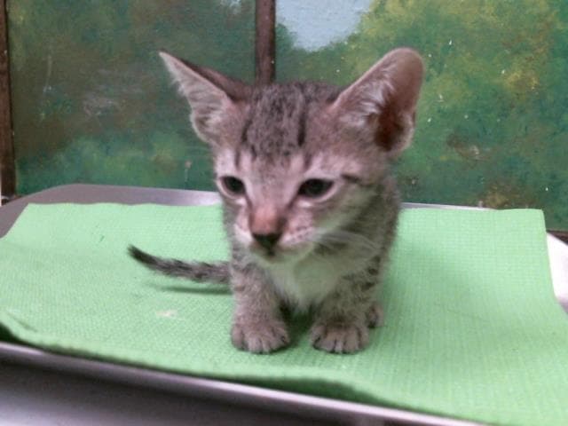Unknown - Domestic Short Hair