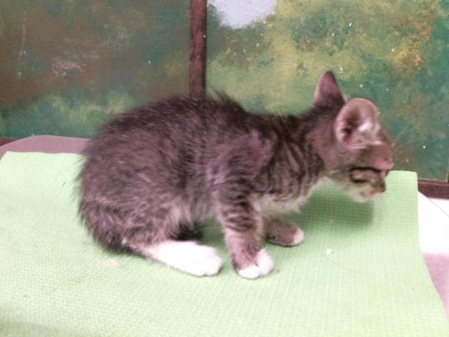 Unknown - Domestic Short Hair