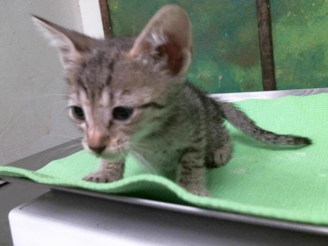 Unknown - Domestic Short Hair