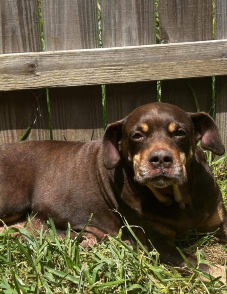 Sonja - Rottweiler