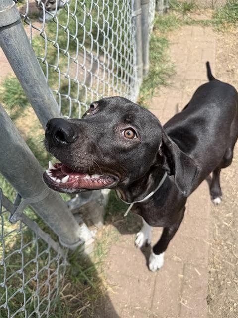 Issac - Labrador Retriever