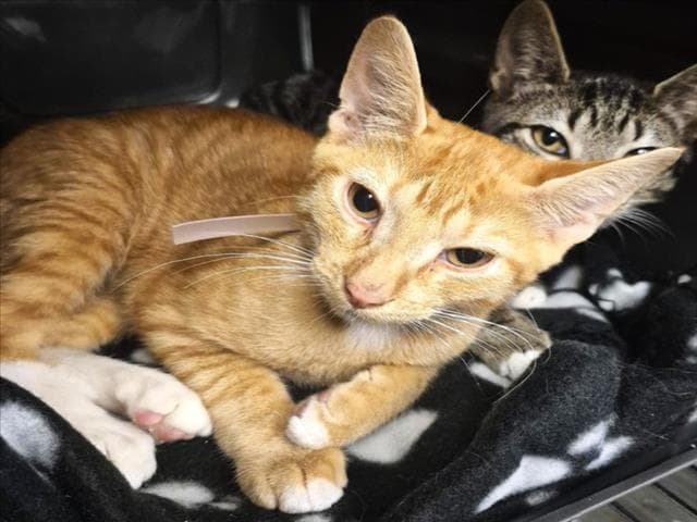 Comet - Domestic Short Hair