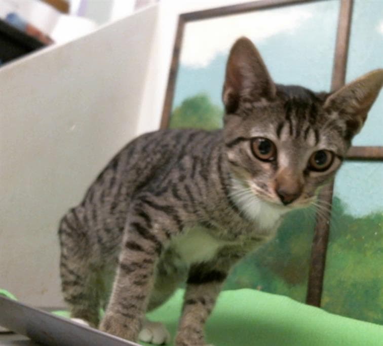 Star - Domestic Short Hair