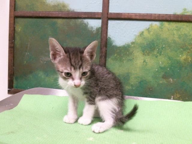 Charlie - Domestic Short Hair