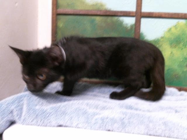 Julia - Domestic Short Hair