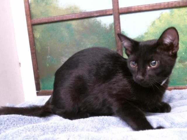 Don - Domestic Short Hair