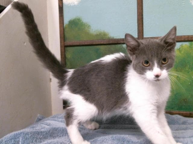 Magnolia - Domestic Short Hair