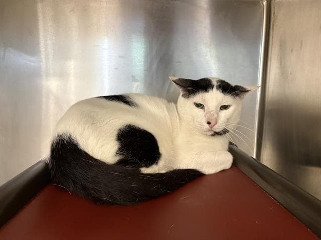 Mr Meow - Domestic Short Hair