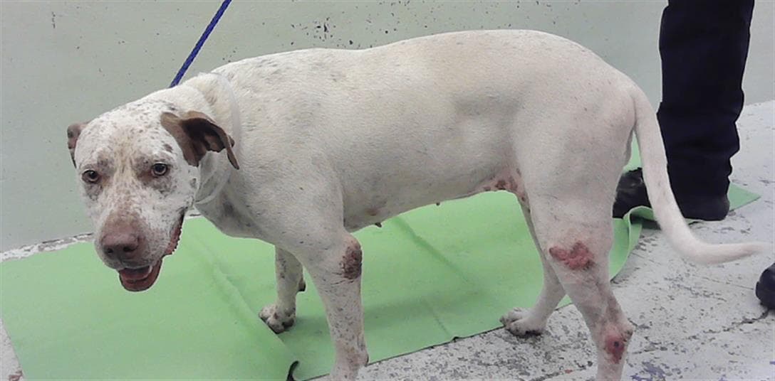 Liberty - German Shorthaired Pointer