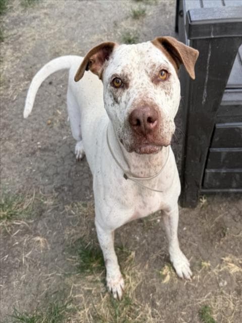 Liberty - German Shorthaired Pointer