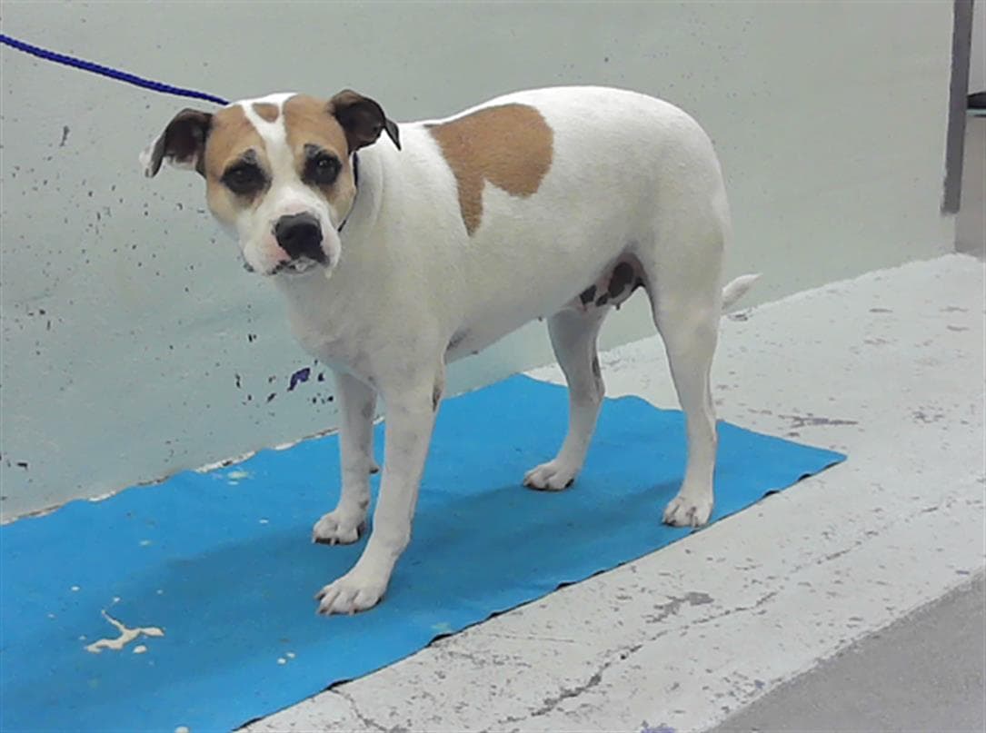 Unknown - Staffordshire Bull Terrier