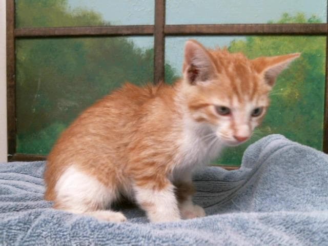 Unknown - Domestic Short Hair