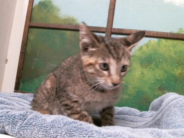 Unknown - Domestic Short Hair