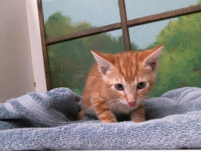 Unknown - Domestic Short Hair