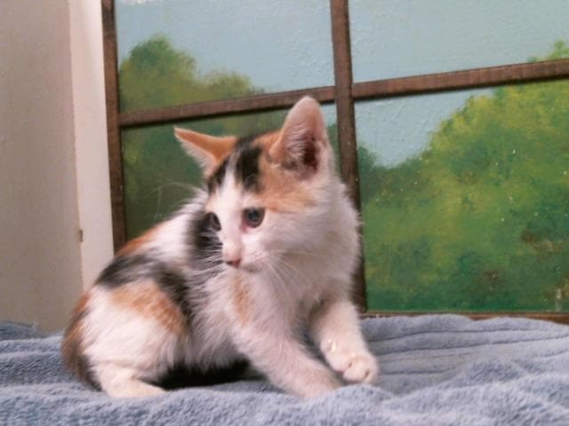 Unknown - Domestic Short Hair
