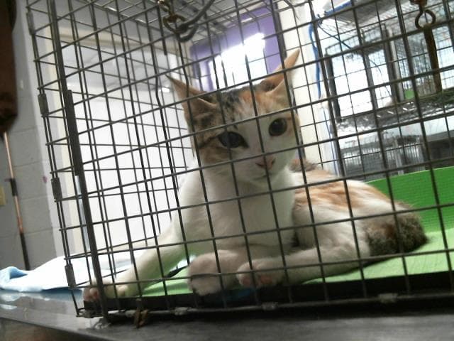 Unknown - Domestic Short Hair