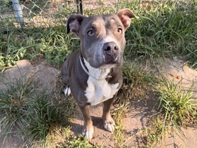 Marisa - Staffordshire Bull Terrier