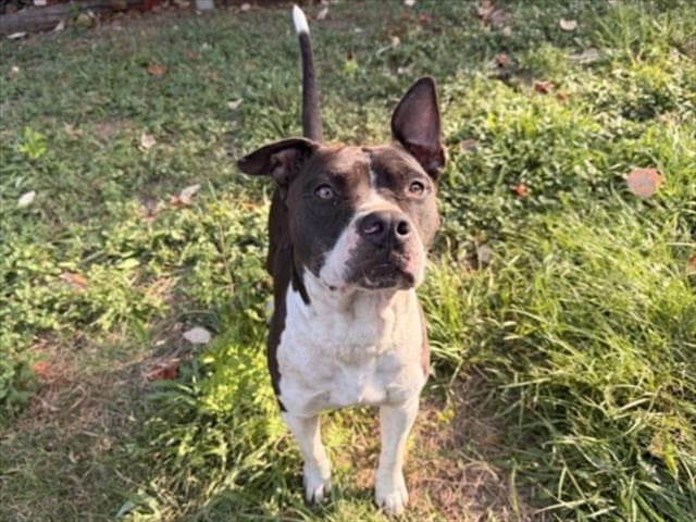 Marcus - Staffordshire Bull Terrier