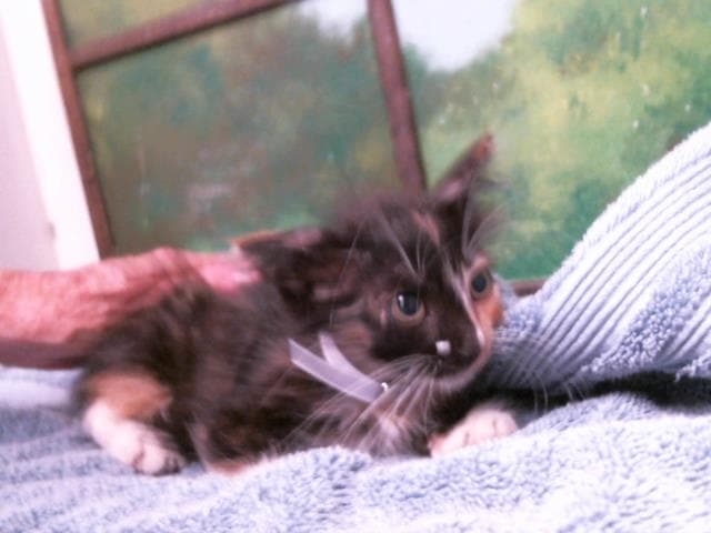 Unknown - Domestic Short Hair