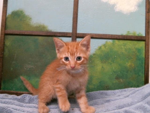 Unknown - Domestic Short Hair