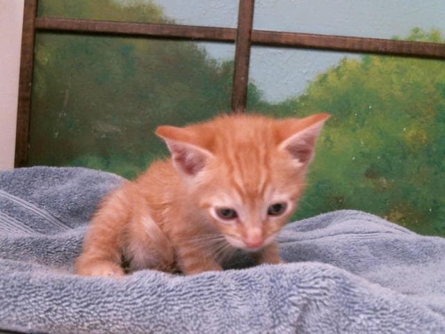 Unknown - Domestic Short Hair