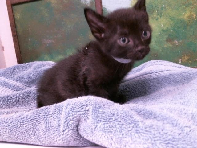 Kairo - Domestic Short Hair