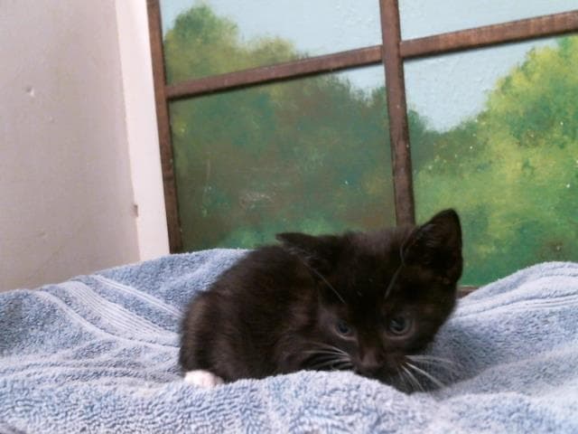 Thistle - Domestic Short Hair