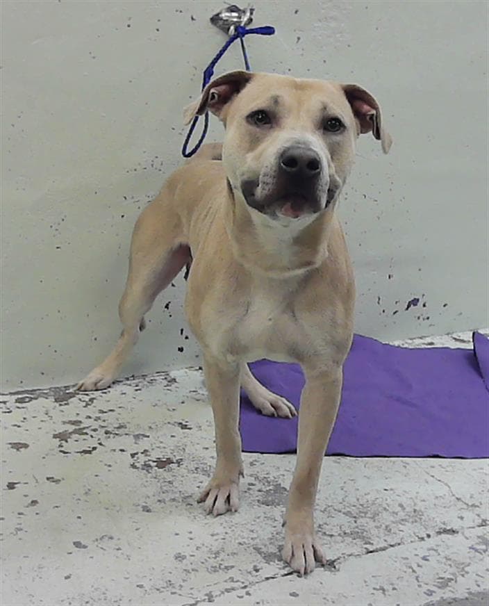 Unknown - Staffordshire Bull Terrier