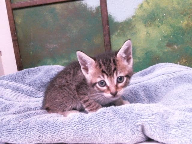 Taffy - Domestic Short Hair