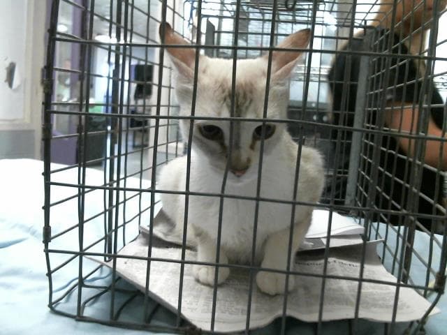 Mom - Siamese