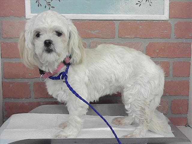 Chiquita - Shih Tzu