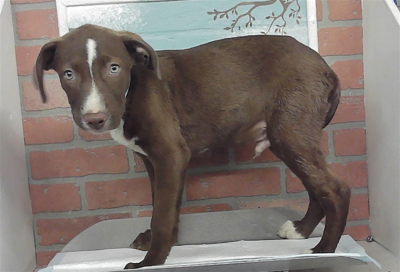 Unknown - Labrador Retriever