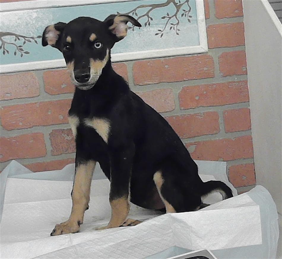 Unknown - Doberman Pinscher