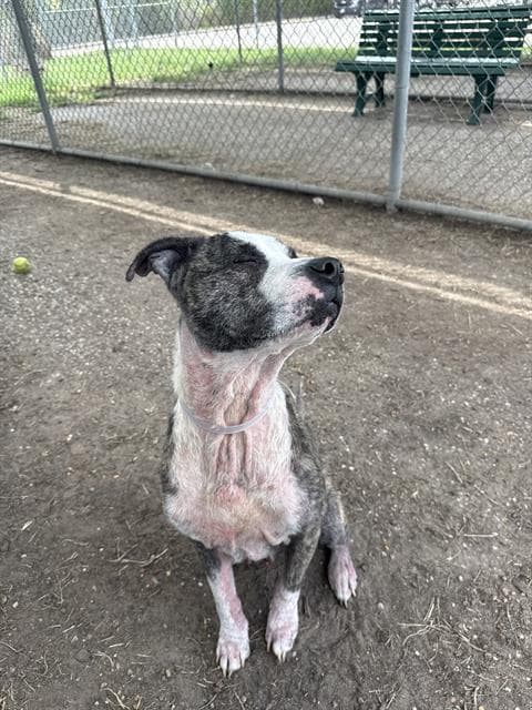 Luey - Staffordshire Bull Terrier