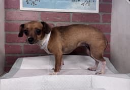 Lizzie image 1