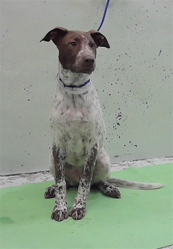 Unknown - German Wirehaired Pointer