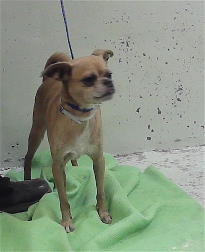 Unknown - Chihuahua