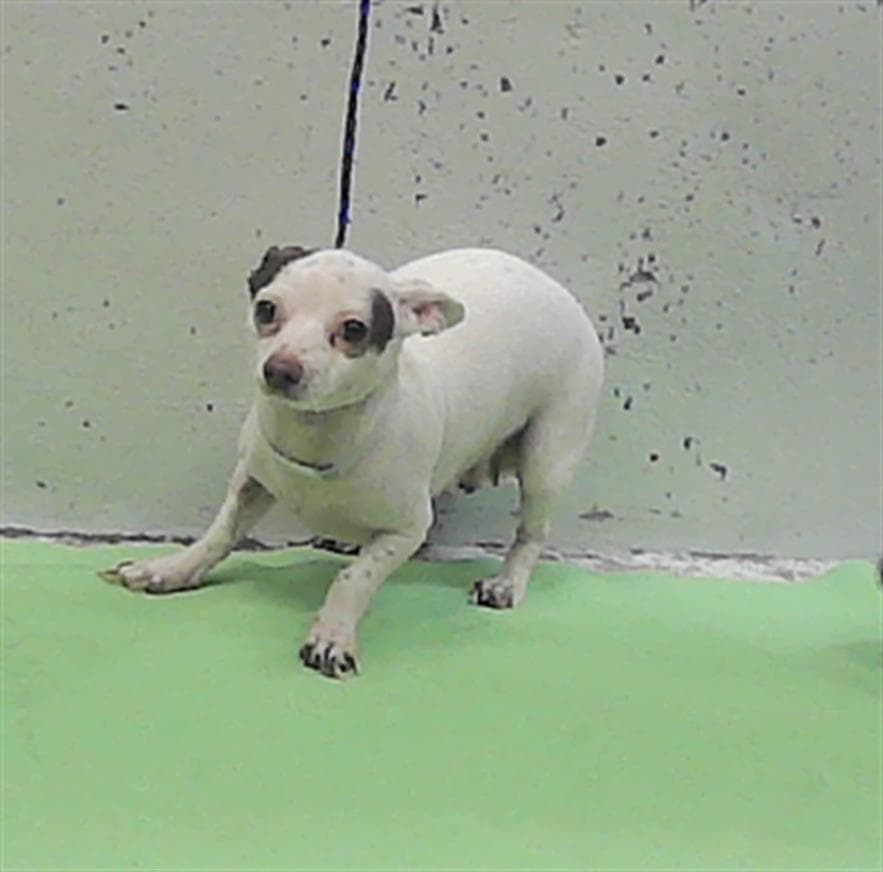 Unknown - Chihuahua